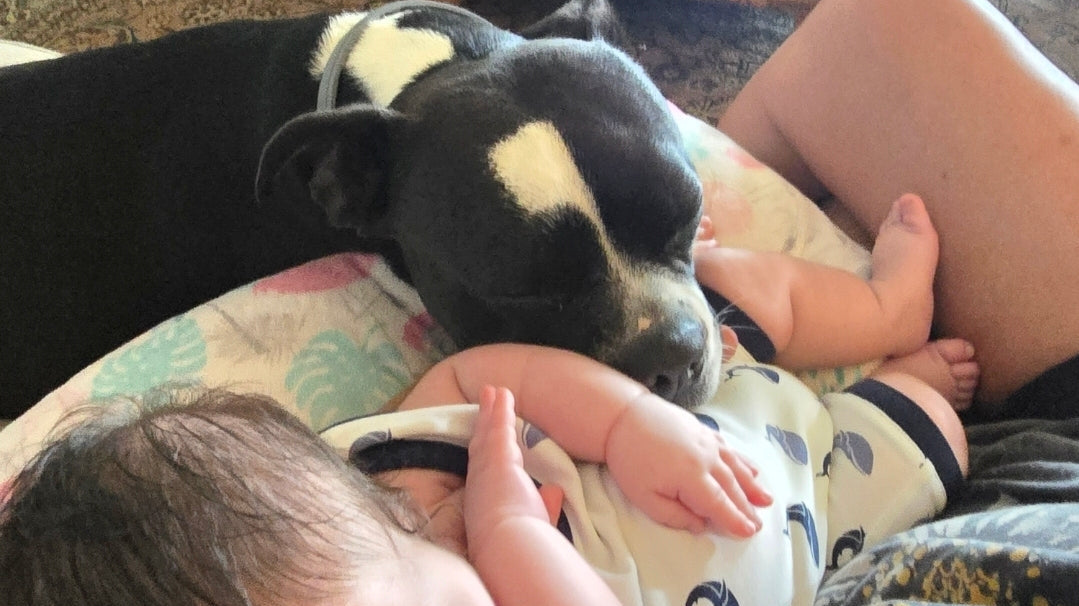 Newborn baby resting beside the family dog, showing the bond between a new baby and a beloved family pet.