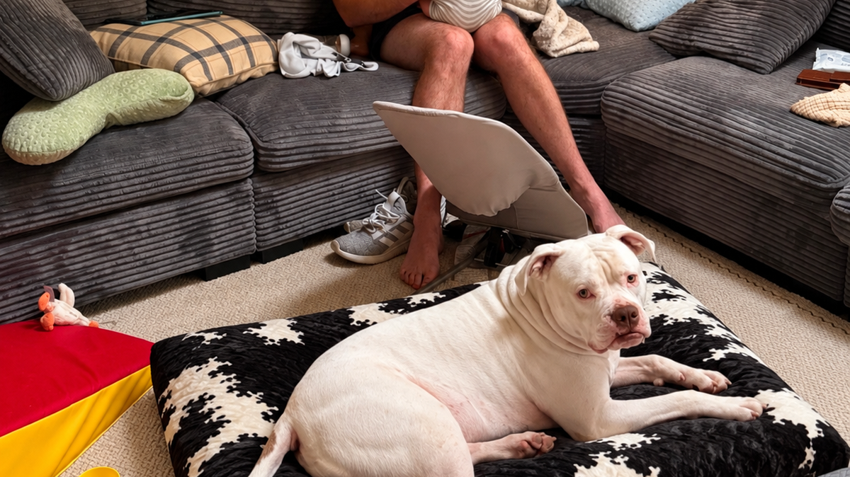 New parent holding baby while family dog rests on a black and white cow print pet bed